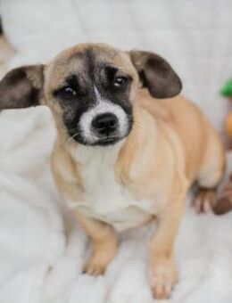 Welpenmädel Maike 💕 - Laufen