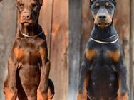 Dobermann Welpen - suchen ein neues Heim - Magdeburg