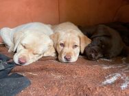 Wunderschöne Labradorrüden suchen ihr Für-immer-Zuhause - Admannshagen-Bargeshagen