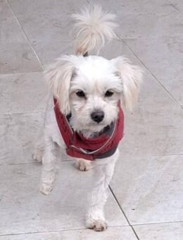 Holly sucht ein nettes Zuhause - Blankenheim (Nordrhein-Westfalen)