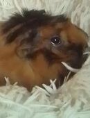 Meerschweinchen Damen bitte nur gesunde in 23968