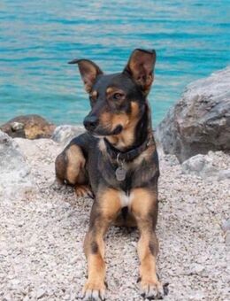 Matiz, Mischlingsrüde, 5 Jahre - Wegberg