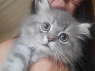 Kitten abgabebereit - Berlin
