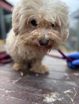 Mogyoro, kleiner Malteser Rüde geb. 2021 - Remagen