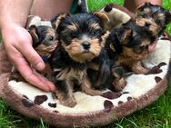 Yorkshire Terrier Welpen - Augsburg