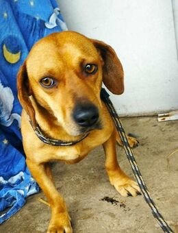 Die süße Rozi sucht ihr Zuhause - Heinsberg