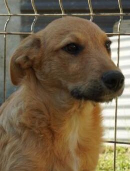 GAIO - liebenswerter Welpenjunge - Kallmünz