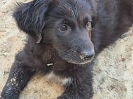 Diese tolle Hündin Lilly und ihre Welpen suchen ein Zuhause - Angern