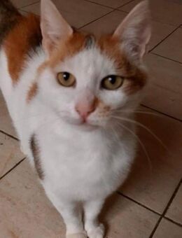 GOLDIE - geb. ca. 01/2021 - wk - Schönaich