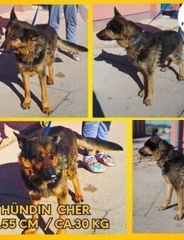 Cher deutscher Schäferhund Mix Hündin - Margetshöchheim