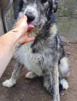 Nayla 58 cm - Alpenrod