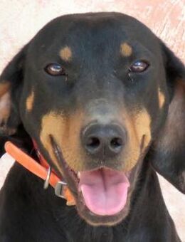 Koulia -liebt Menschen, ist aktiv- - Oldenburg