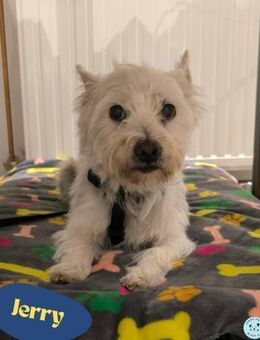 Jerry DE, sucht erfahrene Menschen - Rheine