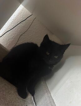Katzen kiddy sucht neues Zuhause - Berlin