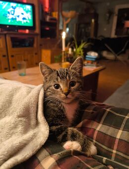 EKH Kitten Katze Kater, entwurmt, Hunde gewöhnt , sofort abgabebereit - Nidda