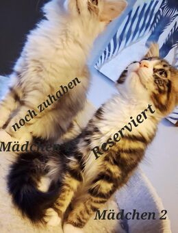 Maine coon - Artern (Unstrut) Zentrum