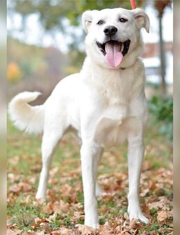 Glisho, Labarador-Mix, Rüde, geb. Januar 2024 - Bad Oeynhausen