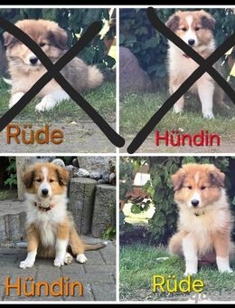2 Collie Welpen - Mülverstedt