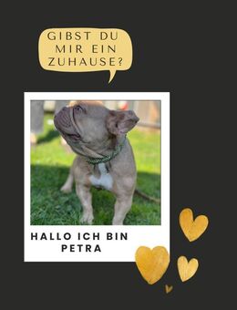 PETRA PP süße Hündin sucht Zuhause - Neustadt (Rübenberge)
