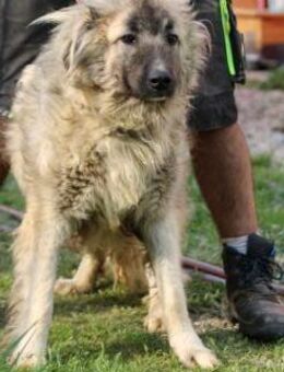 Torello - kinderlieber Jungrüde - Lohra