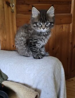Main Coon Kitten reinrassig seltene Farben - Alt Meteln