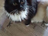 3 Wunderschöne Perser Kitten suchen ihr Personal - Niddatal