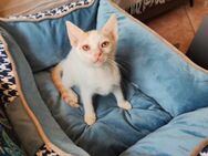 Henry aus dem Tierschutz - Grevenbroich