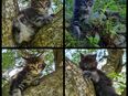 Maine Coon Kitten suchen Herzensplätze in 83088