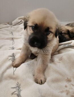 Die kleine Maus ist die letzte die noch frei ist - Jänschwalde