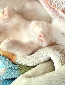 Baby Kitten - Kassel