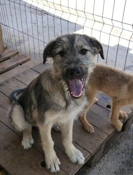 Cooper - süßer Schatz - Kallmünz