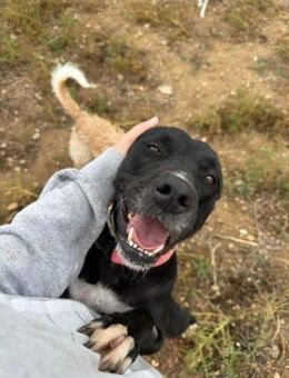 Bonita2; liebt die Menschen so sehr - Geilenkirchen