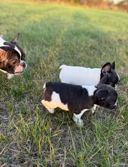 Französische Bulldoggen - Grünbach