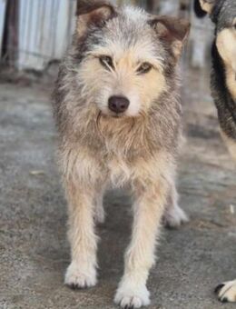FRAU ANTJE braucht Liebe - Neuberg