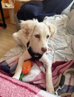 💟 SOPHIE - AUF PS IN 90522 Oberasbach - Alfeld (Leine)