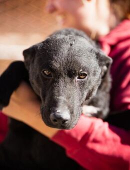 Felix 💗 froher, süßer, aktiver Mix-Bub! - Hamburg