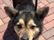 Bruno ca 40 cm ca 3 Jahre - Finning