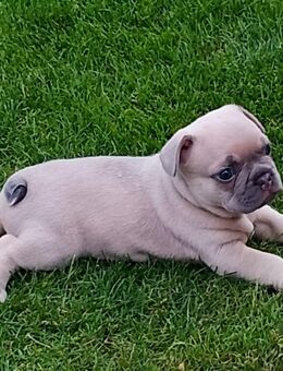 Französische Bulldoggen - Rosendahl