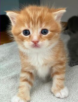 Main Coon / British Kurzhaar Kitten - Alfdorf