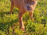 OEB Old English Bulldog Welpe Hündin Braun weiß - Ruhland