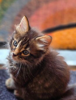 Kitten in liebevolle Hände abzugeben - Kreuzau
