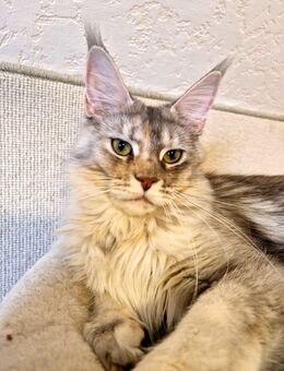 Maine Coon Katze - Binnen