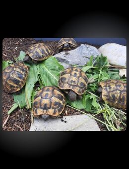 Griechische Landschildkröte - Meerane