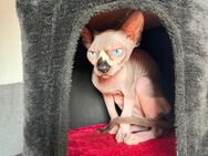 Reinrassiger Kanadischer Sphynx Kater mit blauen Augen zu verkaufen - Bad Bergzabern