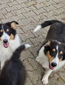 Reinr. Colliewelpen 4 mon.alt m. Ahnentafel dürfen umziehen in 94486