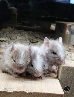 3 niedliche weibliche Degu Kids,Sand-Schokoschecke(1xmit großen Patch) suchen First Class Hotel! - Hille