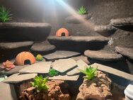 Leopardengeckos mit Terrarium - Ahrensburg