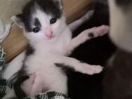 Liebes Kuschelbedürftiges neugieriges kitten - Karlsbad