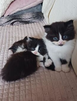 1 Perser Mix Kitten Dalmatiner - Oberderdingen
