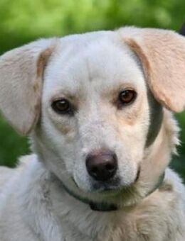 STEVEN war ganz alleine auf der Straße - Gefrees